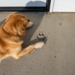 A golden retriever lying down on a concrete porch, with its paw placed next to a clearly imprinted paw print on the surface, highlighting pet-friendly outdoor spaces.